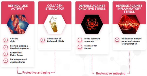 Table showing Bakuchiol's mechanisms for restorative & preventative anti-ageing.