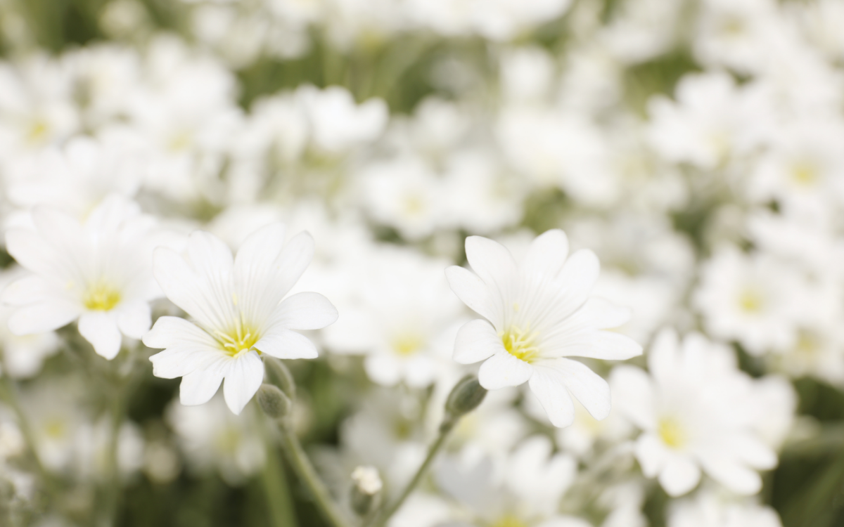 Meadowfoam Seed Oil banner